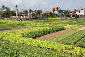 Hoi An Bicycle Tour 1 Day Tra Que Village